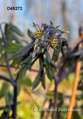 Blue Cohosh (Caulophyllum thalictroides)